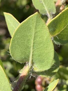 Image of whitehair manzanita