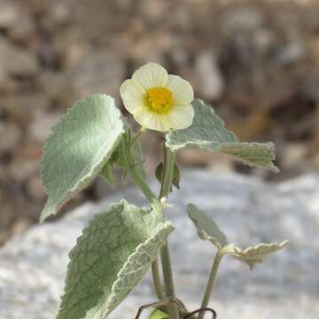 Imagem de Herissantia crispa (L.) Briz.