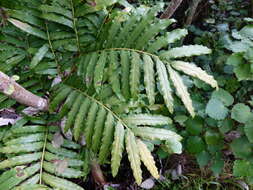 Plancia ëd Ptisana salicina (Sm.) Murdock