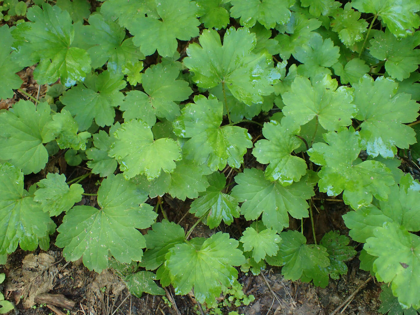 Image of Allegheny brookfoam