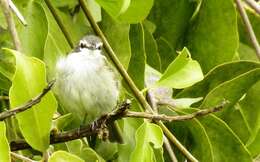 Image of Venezuelan Tyrannulet