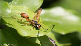 صورة Isodontia elegans (F. Smith 1856)