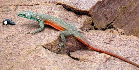 Image of Waterberg Flat Lizard