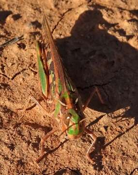 Image of Australian plague locust