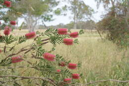 Imagem de Callistemon wimmerensis Marriott & G. W. Carr