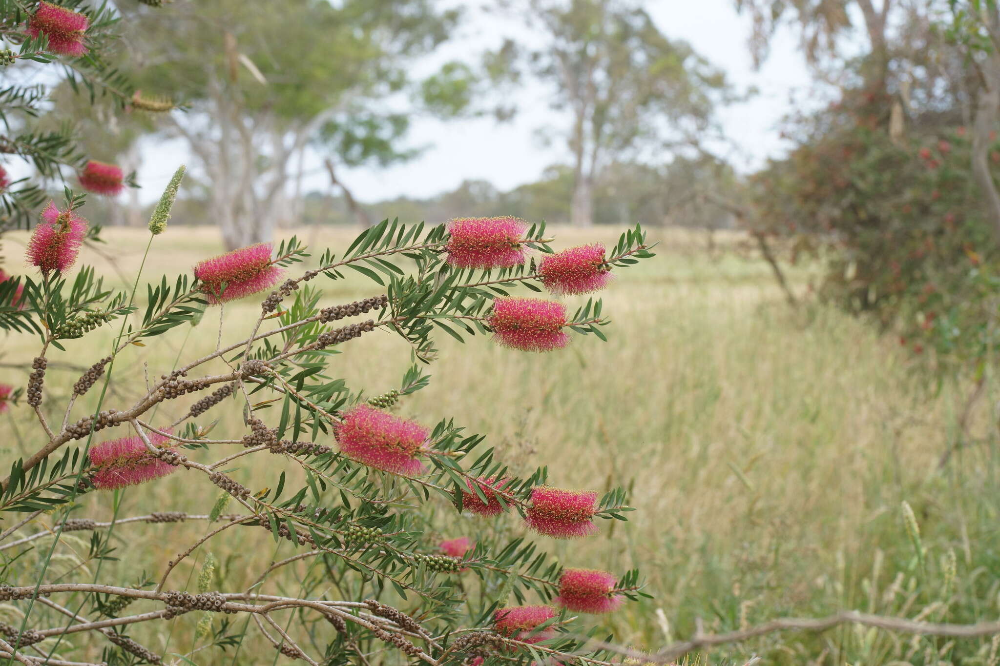 Sivun Callistemon wimmerensis Marriott & G. W. Carr kuva