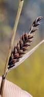 Image of Russet sedge