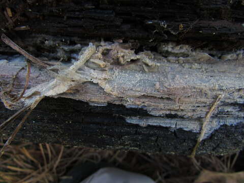 Image of Radulomyces