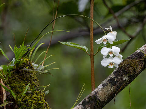 Image of Phalaenopsis aphrodite Rchb. fil.