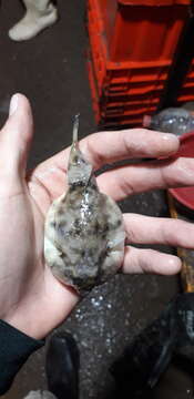 Image of Naked puffer