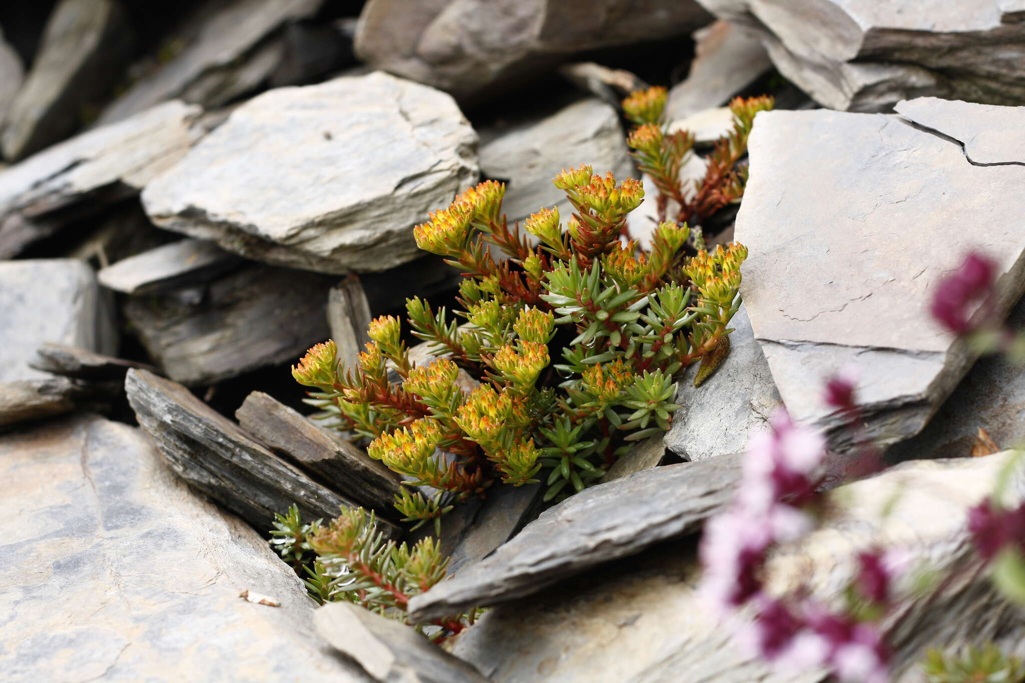 Image of Sedum morrisonense Hayata