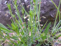 Image of Mimulus strictus Benth.