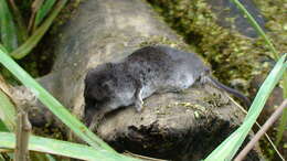 Image of American Water Shrew