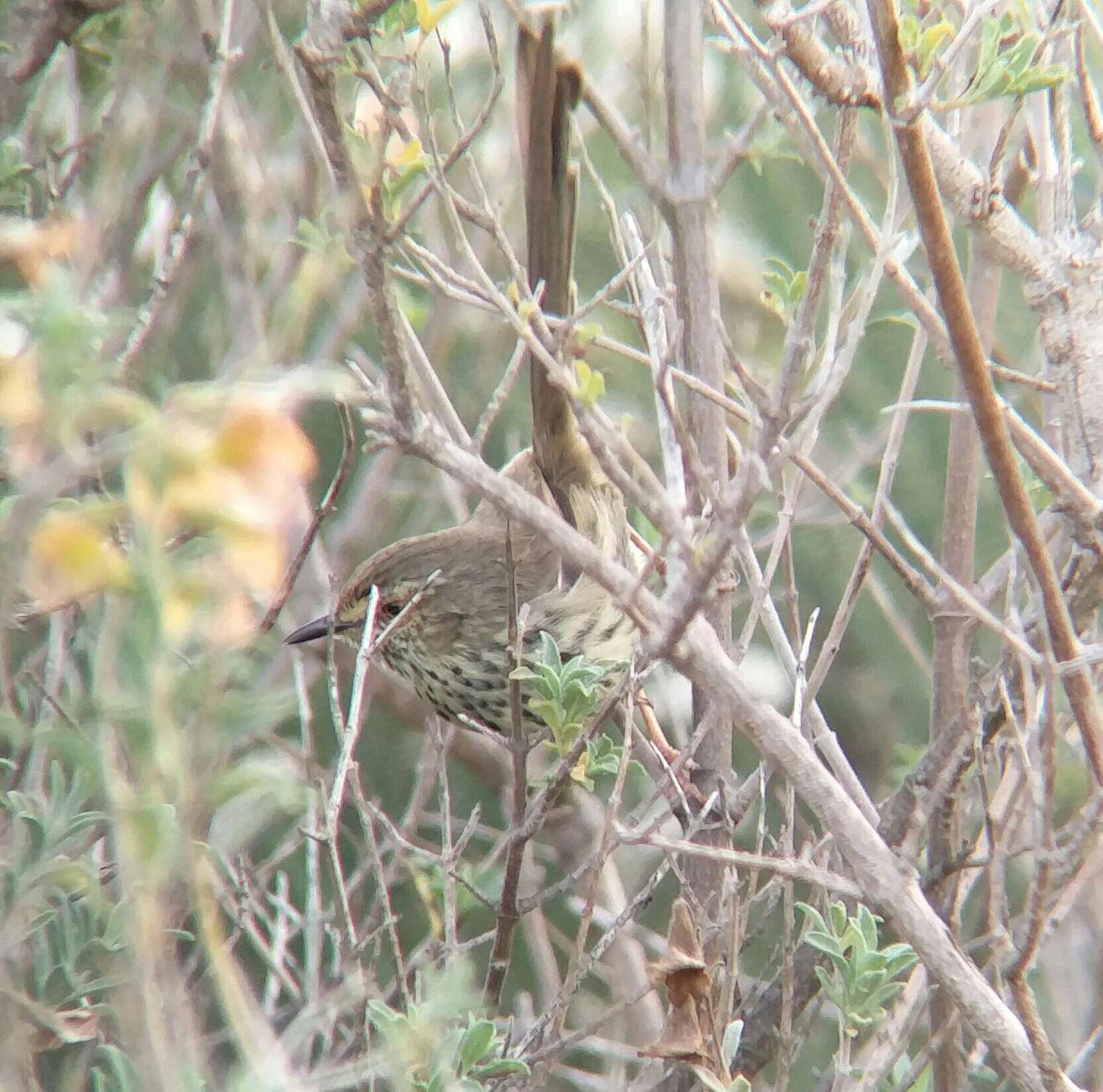 Image of Karoo Prinia