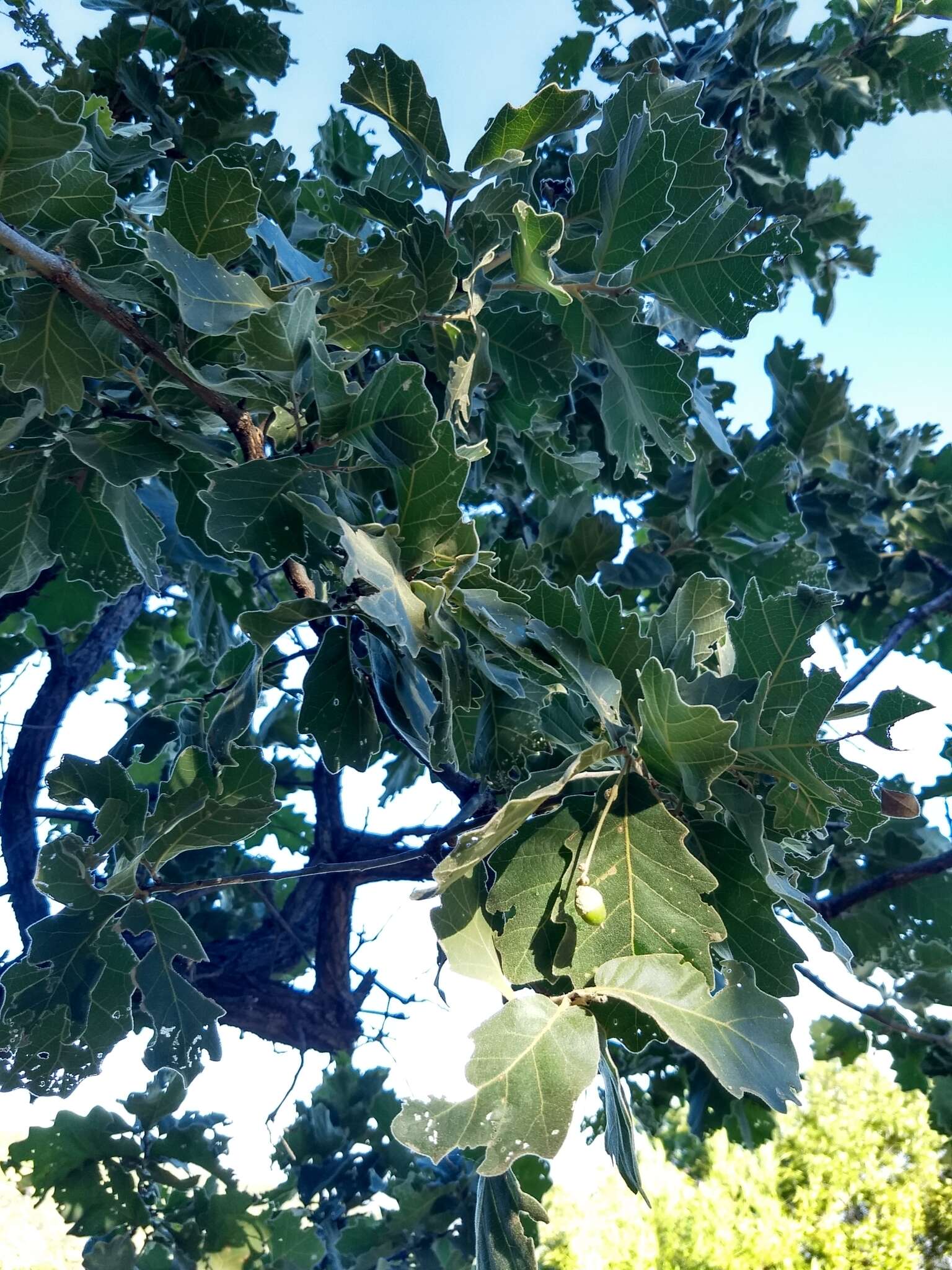 Image of Chihuahuan oak