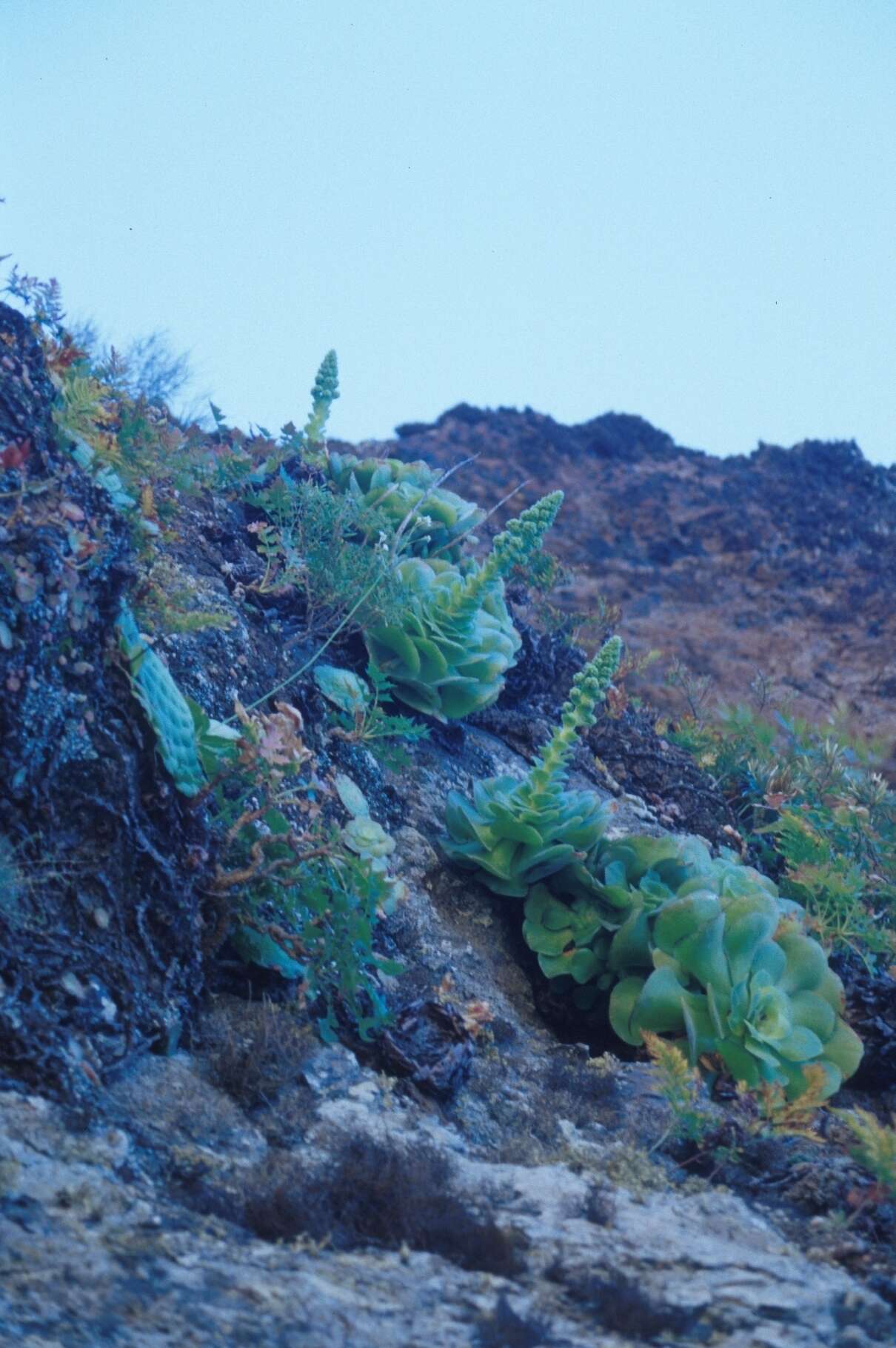 Image of Aeonium canariense subsp. canariense