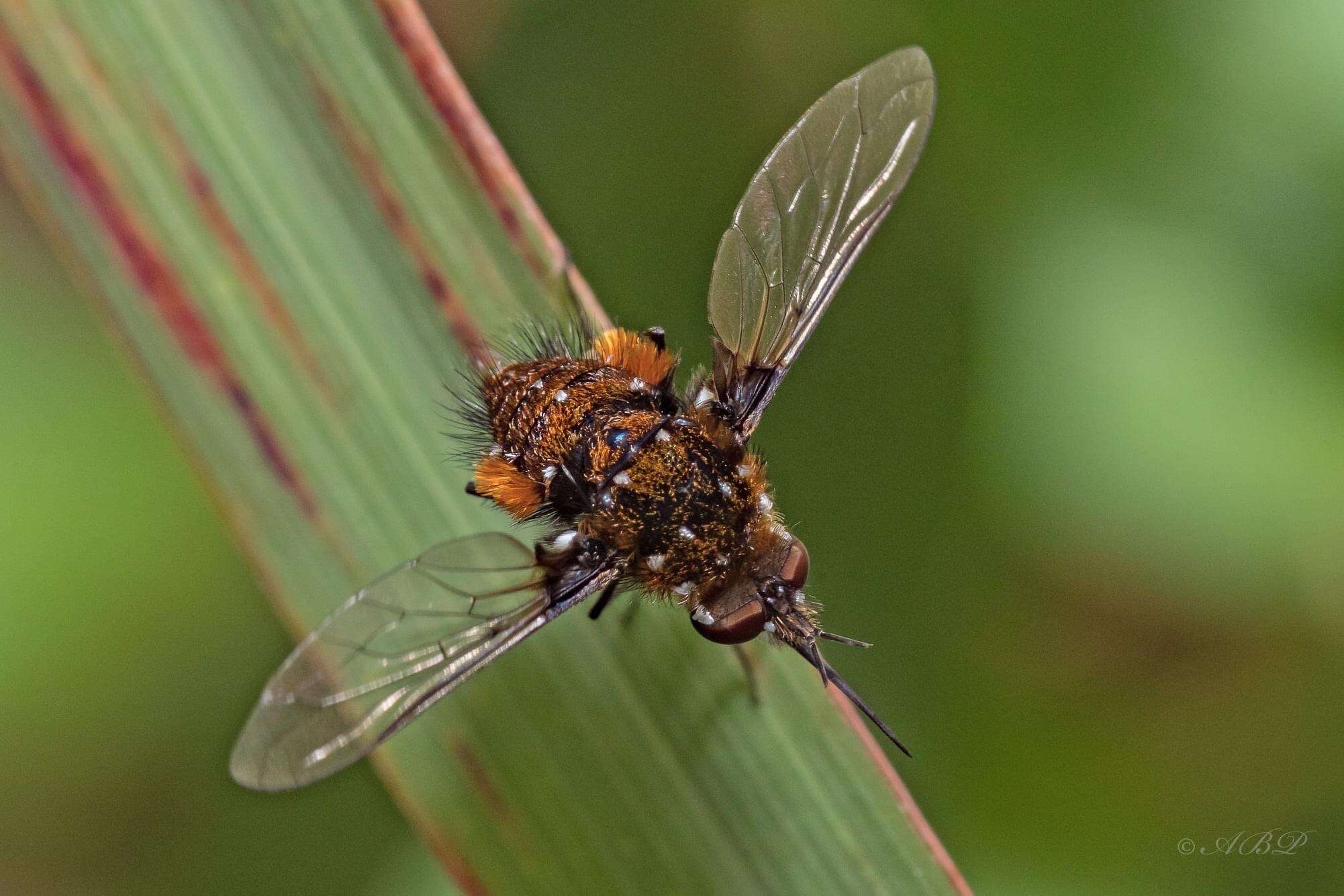 Image of Elegant Bee Fly