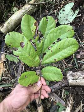 Image of wild ackee