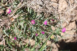 Image of Delosperma floribundum L. Bol.