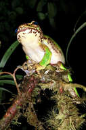 Image of Litoria angiana (Boulenger 1915)