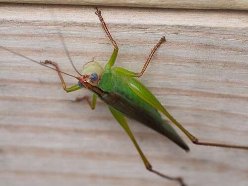 Image of Handsome Meadow Katydid