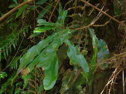 Image of Oleandra neriiformis Cav.