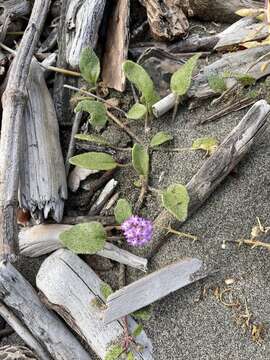 Image of pink sand verbena