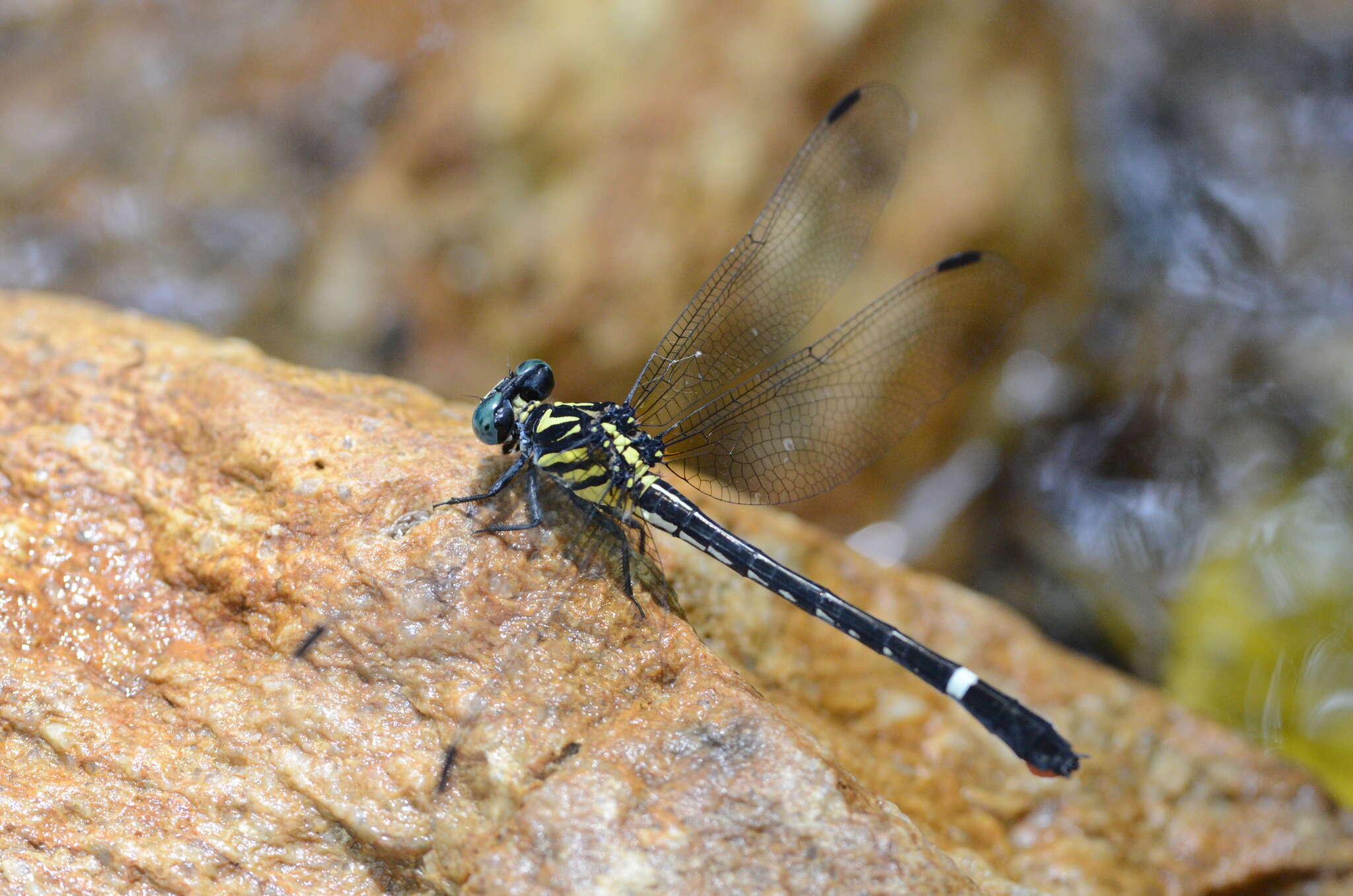 Image of Heliogomphus scorpio (Ris 1912)