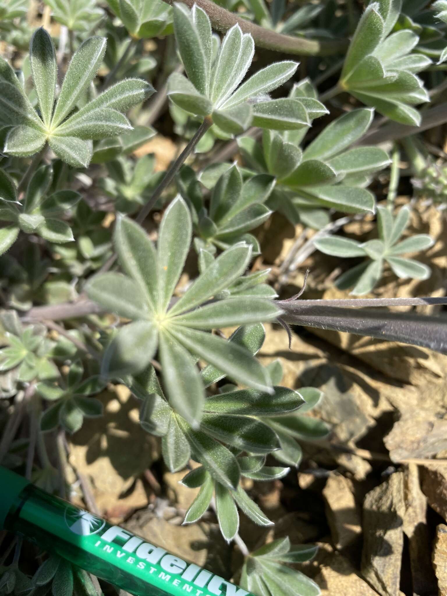 Image of silver lupine