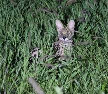 صورة Leptailurus serval lipostictus (Pocock 1907)