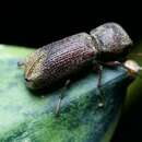 Image of Chinese Auger Beetle