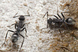 Image of Polyrhachis sokolova Forel 1902