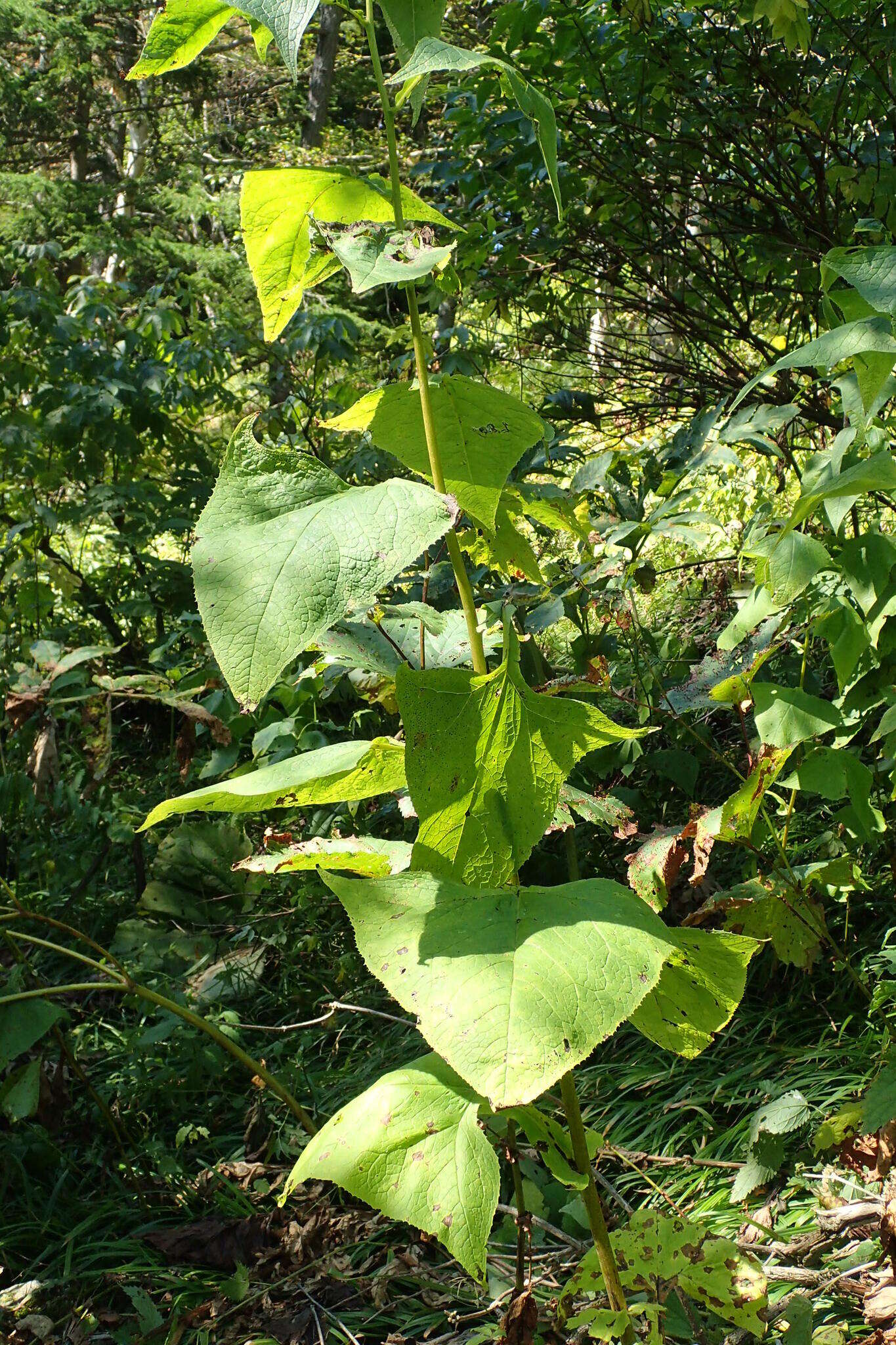 Image of Parasenecio hastatus (L.) H. Koyama