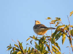 Image of Northern Mockingbird