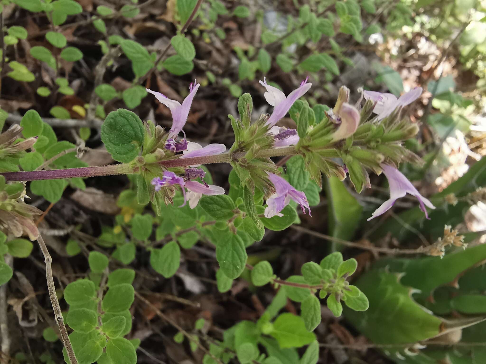 Image of Hedeoma palmeri Hemsl.