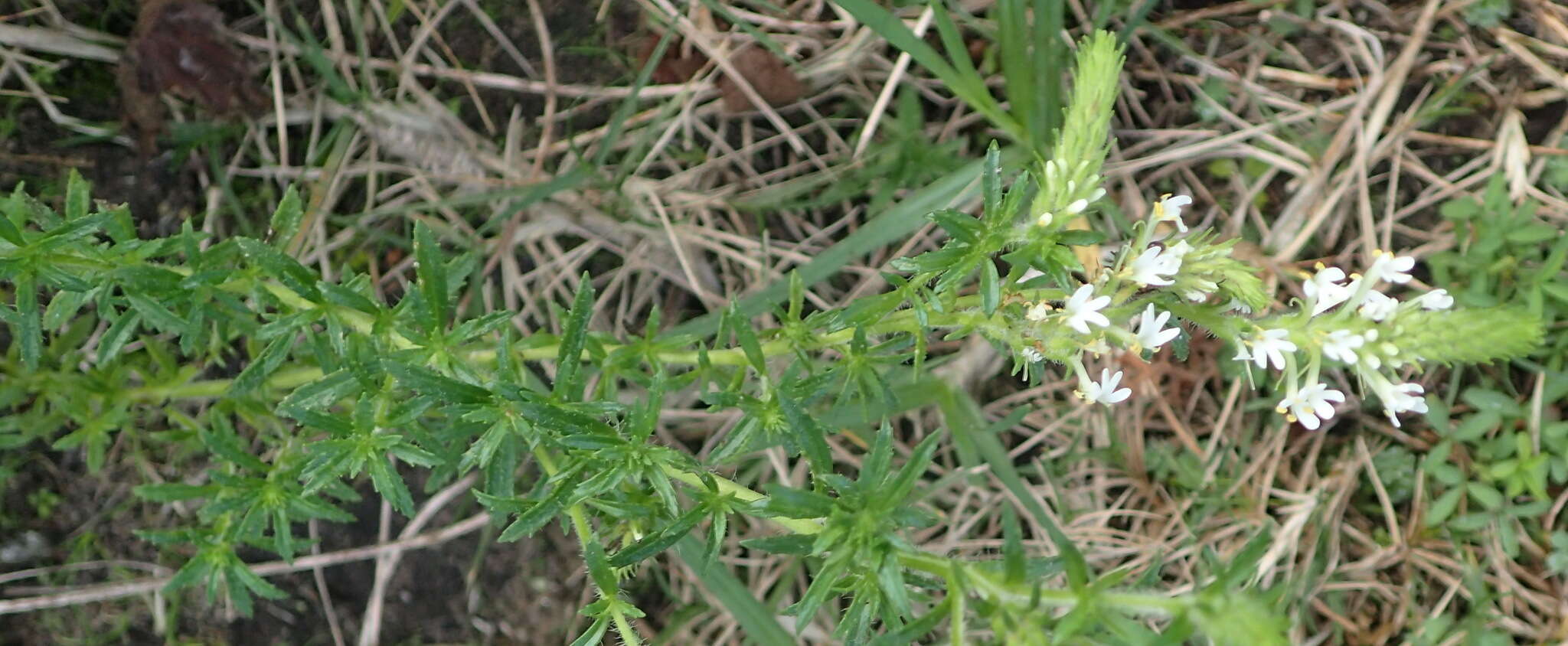 Image of Dischisma ciliatum subsp. erinoides (L. fil.) Rössl.