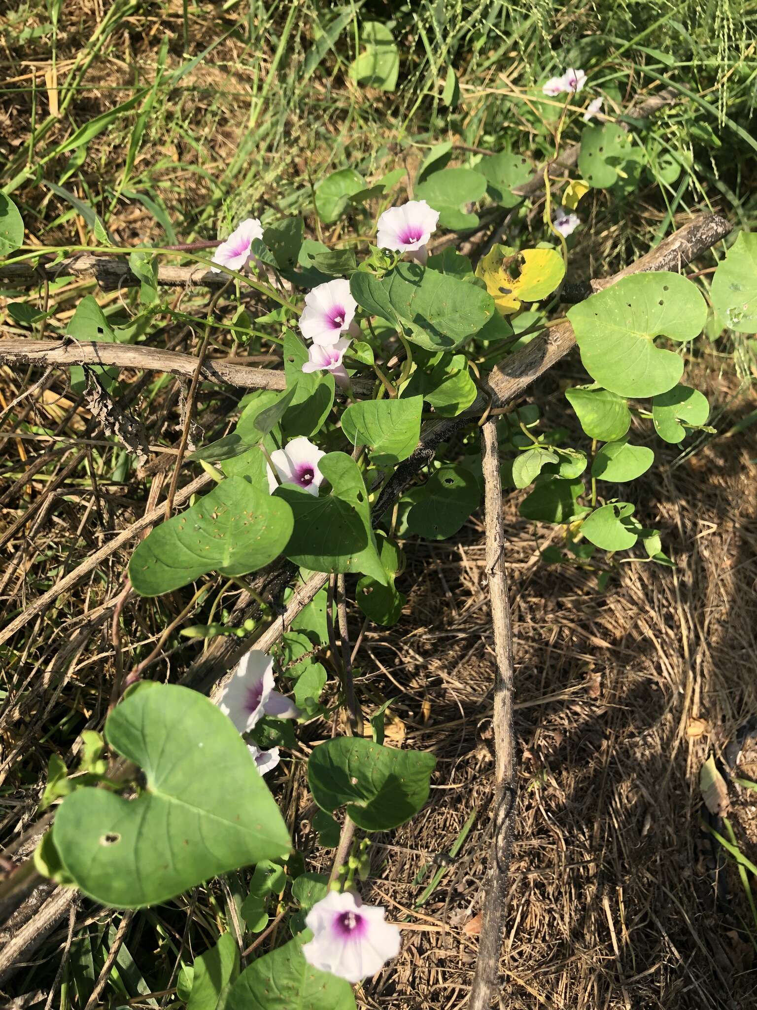 Image of Red-Center Morning-Glory