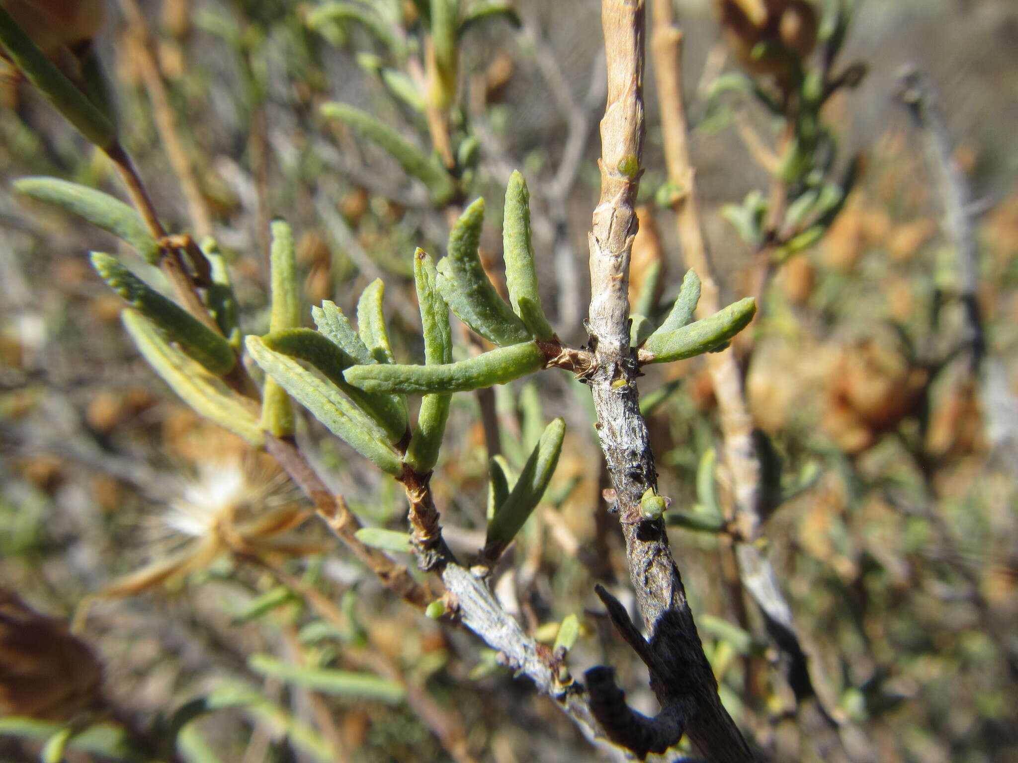 Image of Pteronia succulenta Thunb.