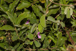 Image of Galactia tenuiflora var. tenuiflora