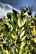 Imagem de Olea capensis subsp. capensis