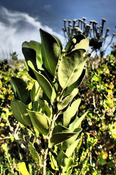 Image of Olea capensis subsp. capensis