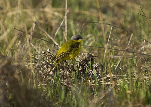 Image of Dark-headed Wagtail