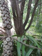 صورة Callistemon linearis (Schrad. & Wendl.) Colv. ex Sweet