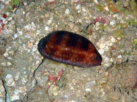 Image of measled cowrie