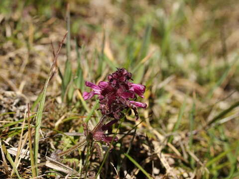 Image of Pedicularis transmorrisonensis Hayata