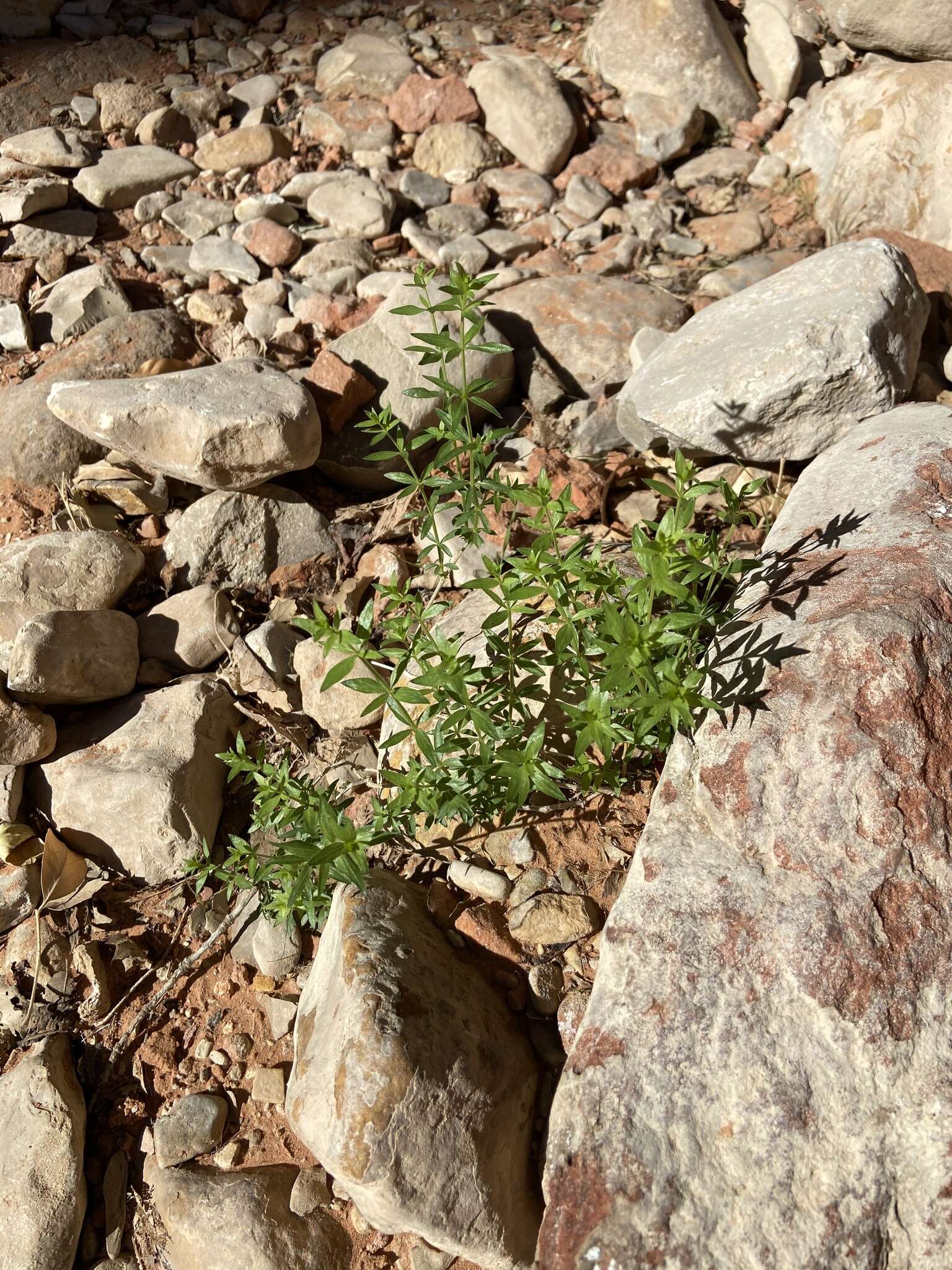 Image of limestone bedstraw