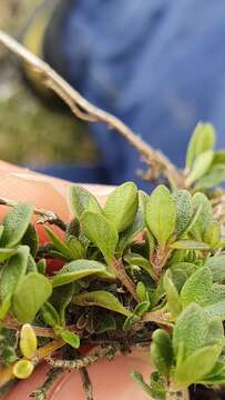 Image of Thymus praecox subsp. praecox