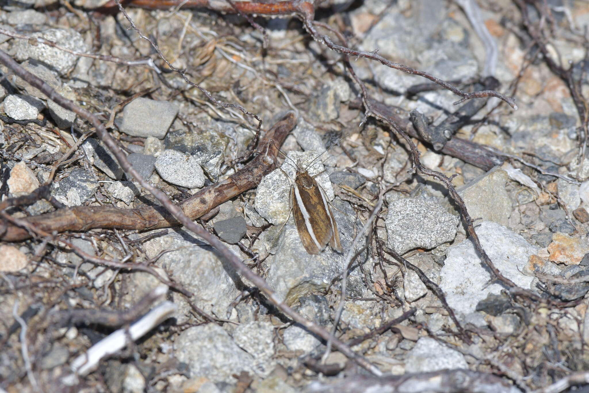 صورة Orocrambus catacaustus Meyrick 1885