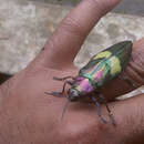 صورة Chrysochroa cuprascens (Waterhouse 1881)