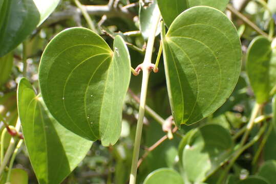 Слика од Dioscorea cotinifolia Kunth